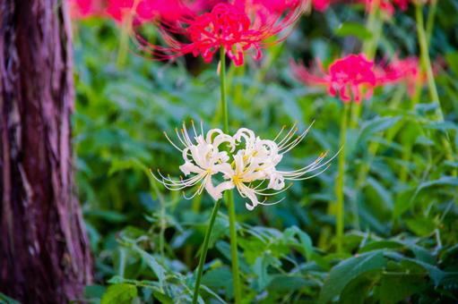 白い彼岸花の写真