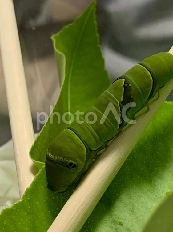 アゲハの幼虫 幼虫,アゲハチョウ,虫の写真素材