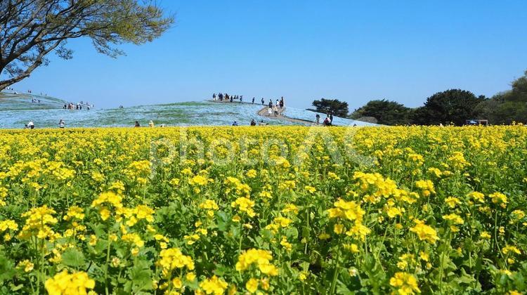 菜の花＆ネモフィラ・ひたち海浜公園・茨城 春,ネモフィラ,菜の花の写真素材