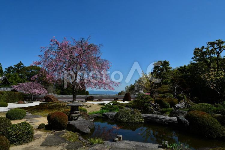 正法寺「宝生苑」枝垂れ桜１ 枝垂桜,枝垂れ桜,しだれ桜の写真素材
