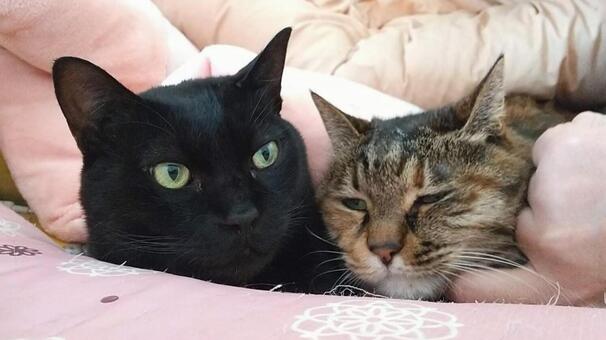 黒猫とキジトラ キジトラ,猫,catの写真素材