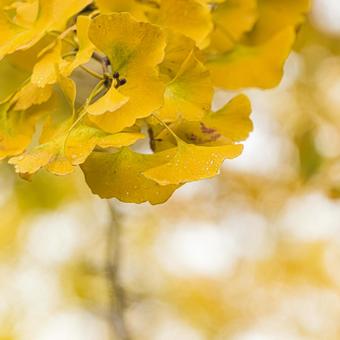 色付き始めた公園のイチョウの葉 公園,雨,銀杏の写真素材