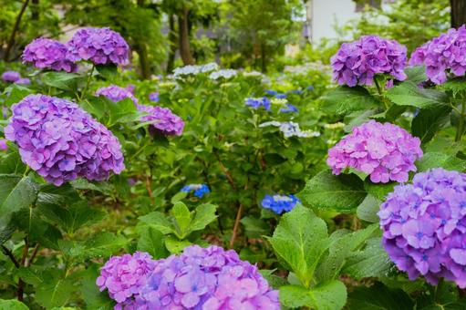 Pink hydrangeas blooming in Kodaira Hydrangea Park, JPG