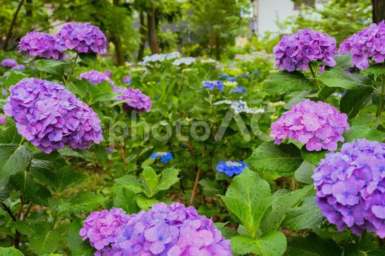 小平あじさい公園に咲くピンク色のあじさい 日本,東京,小平の写真素材