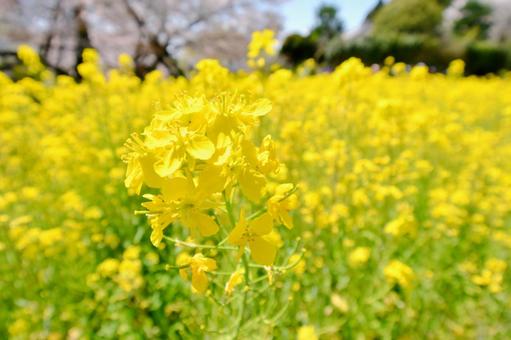菜の花 菜の花 菜の花,春,黄色の写真素材