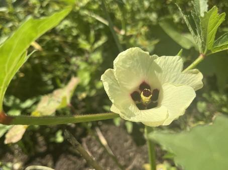オクラの花の写真