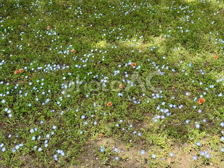 日比谷公園　ネモフィラ　ポピー ネモフィラ,ポピー,トリコロールの写真素材