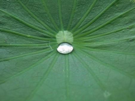 【植物写真】蓮の葉に雫 【植物写真】蓮の葉に雫の写真