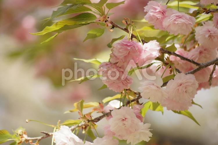 華やかな八重桜２４－６ 桜,八重桜,さくらの写真素材