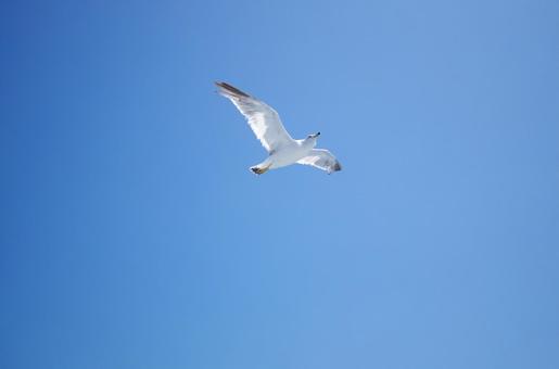 Seagulls chasing a ferry, JPG