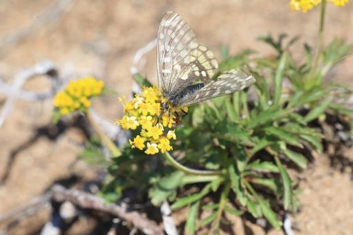 ウスバキチョウ ウスバキチョウ,高山蝶,大雪山の写真素材
