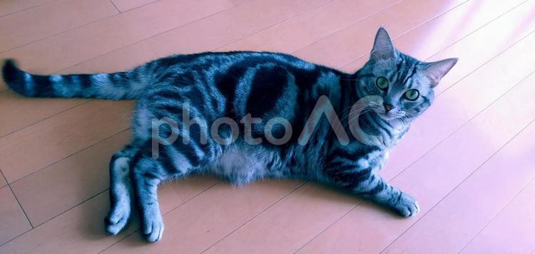 上から見た寝転ぶアメリカンショートヘア 猫,ネコ,寝転ぶの写真素材