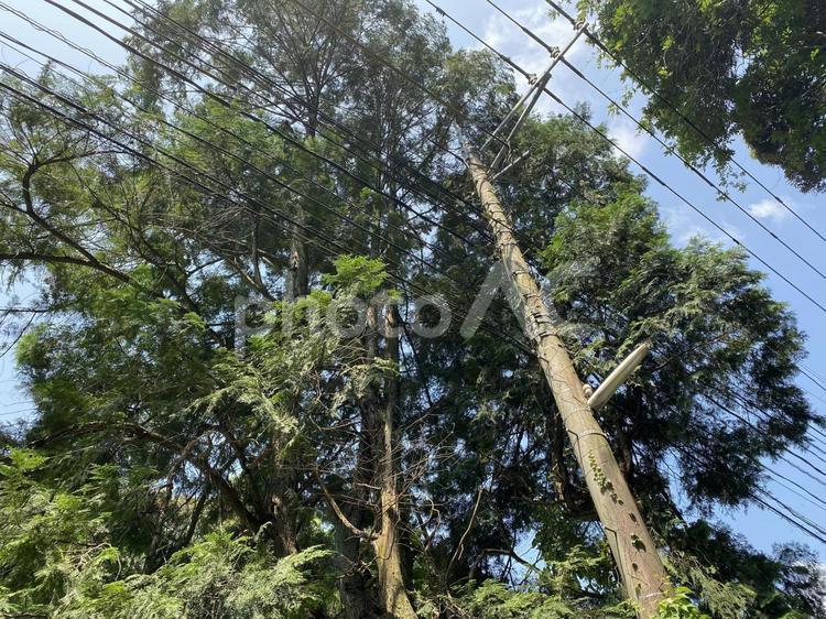 森の中の電柱 電柱,木,森の写真素材