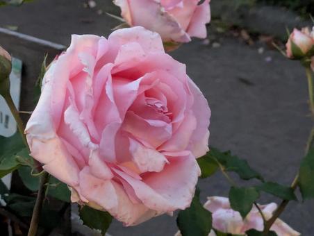 rose, JPG
