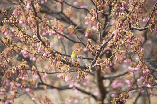 静岡県伊豆市の土肥桜と目白 静岡県伊豆市の土肥桜と目白 目白,メジロ,土肥桜の写真素材