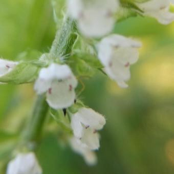 青じその花のアップ 青じその花のアップの写真