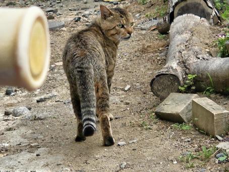 Brown tabby stray cat from behind, JPG