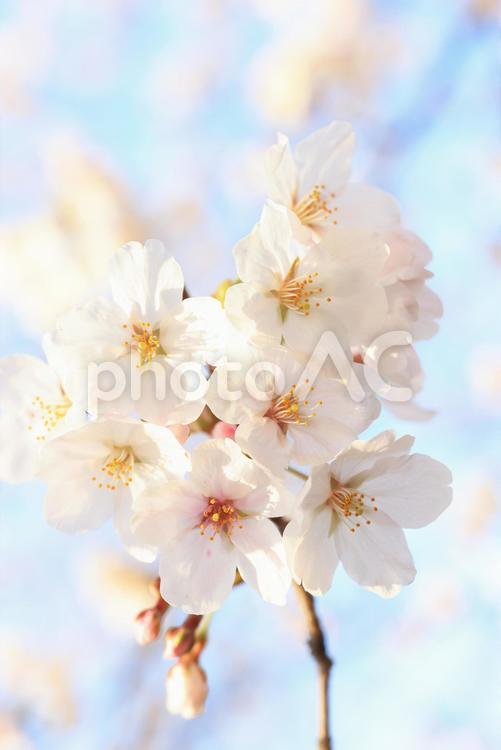 さくら　桜 桜,さくら,サクラの写真素材