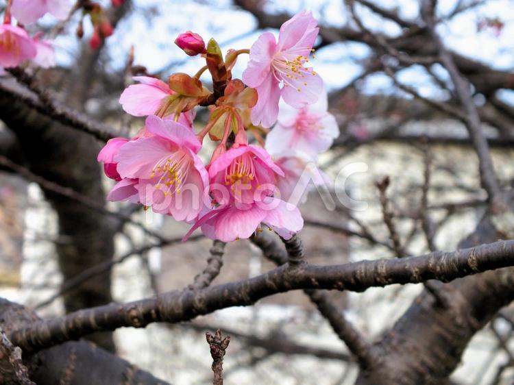 河津桜　咲き始め　3分咲き 河津桜,花,花びらの写真素材
