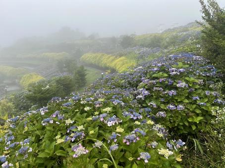 Photo, kochi prefecture, ootake-cho, play with the wind, 