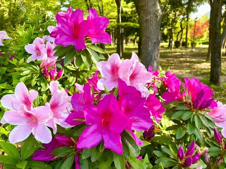 公園に咲くつつじ つつじ,ヒラドツツジ,花の写真素材