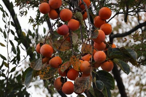 オレンジのたわわに実る柿の木の枝のアップ オレンジ,たわわ,実るの写真素材