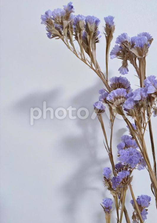 春夏の花:スターチス:青紫色:右 スターチス,春の花,夏の花の写真素材