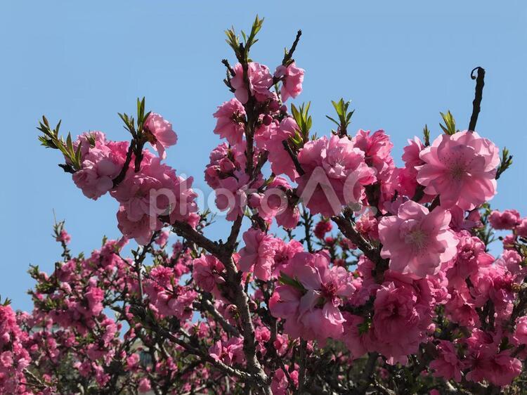 満開の桃の花と青空 桃の花,桃,桃の木の写真素材