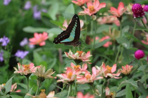 アオスジアゲハ アオスジアゲハ,蝶,昆虫の写真素材