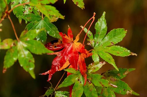 紅葉 紅葉,養老渓谷,筒森もみじ谷の写真素材