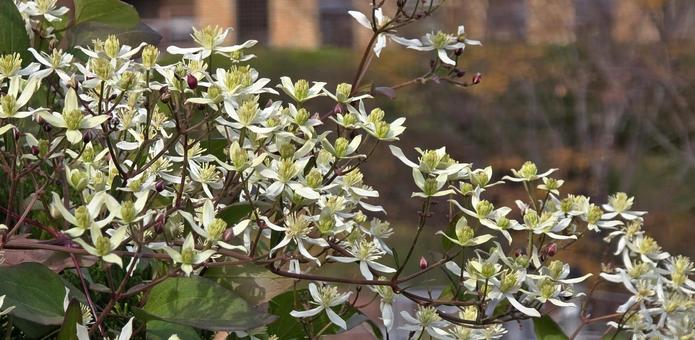 自生クレマチス 自生クレマチス クレマチス,自生,植物の写真素材