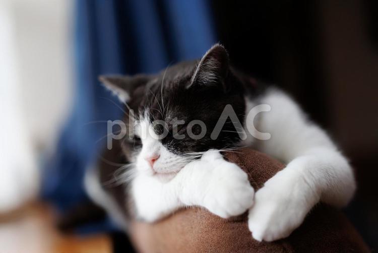 ソーファーの背で寝る猫 ソーファーの背で寝る猫,猫,ねこの写真素材