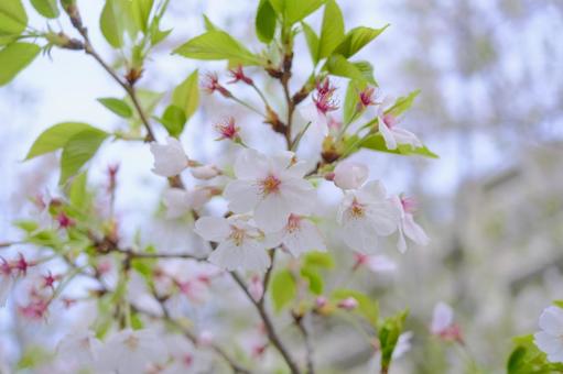 桜 桜の写真