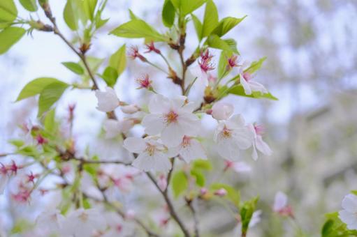 cherry blossoms, شجرة الكرز, إزهار الكرز, ساكورا, JPG