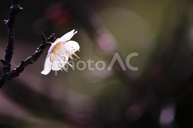 美しい白い梅の花 梅,春,花の写真素材