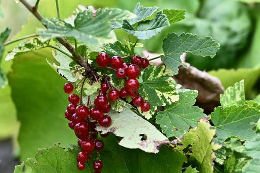 「カシスが食べごろです」 「カシスが食べごろです」 北海道,夏,木の実の写真素材