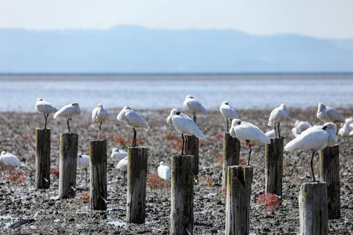 干潟の杭で休むクロツラヘラサギ ヘラサギ,クロツラヘラサギ,黒面箆鷺の写真素材