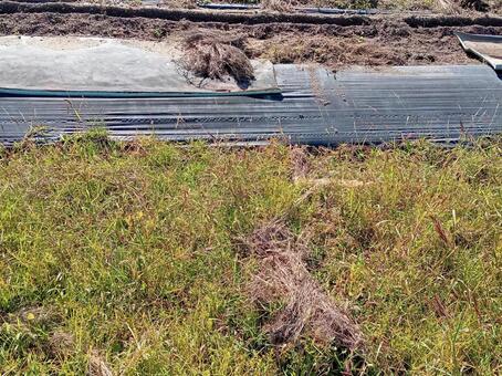 畑 畑,風景,自然の写真素材