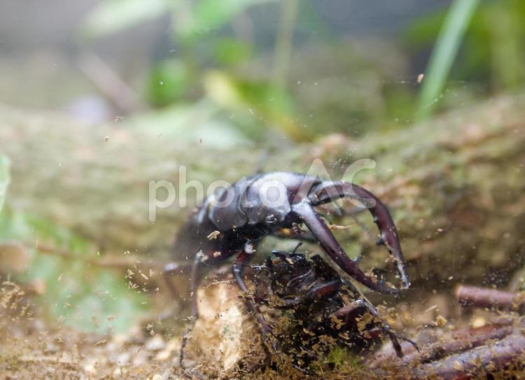 水槽の中のクワガタ クワガタ,虫,昆虫の写真素材