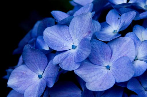 紫陽花と水滴 紫陽花と水滴 紫陽花,梅雨,アップ写真の写真素材