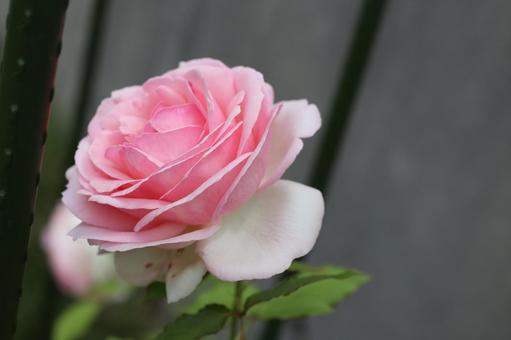 バラ園にてピンクの薔薇を撮影しました 花,薔薇,自然の写真素材