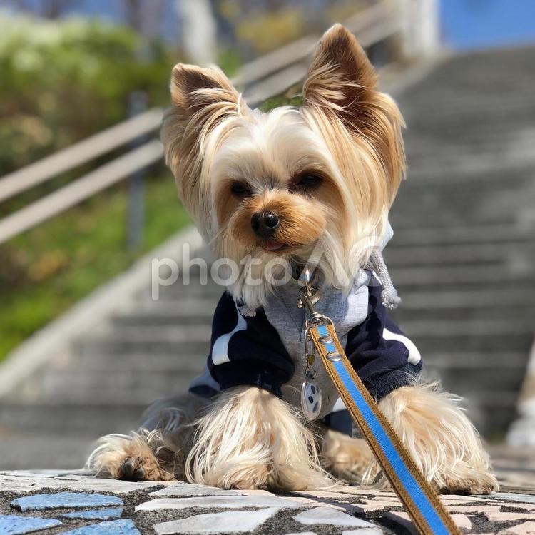 パーカーを着たイケメンヨーキー ヨーキー,ヨークシャーテリア,犬の写真素材