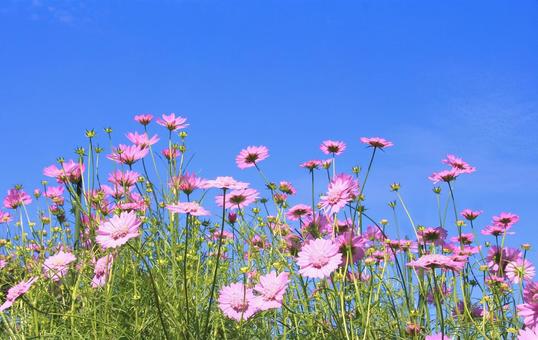 秋晴れの青空とピンクのコスモスの花 秋晴れの青空とピンクのコスモスの花 コスモス,花,ピンク色の写真素材