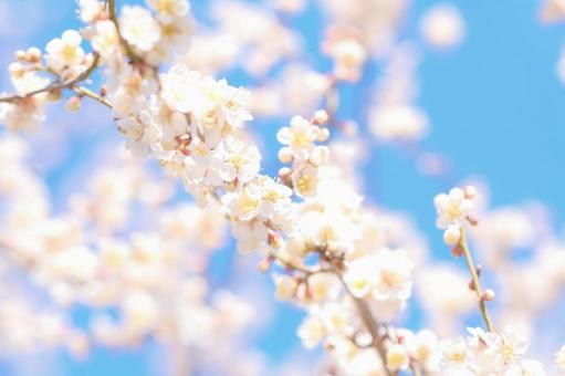 満開の梅の花と冬の青空 梅の花,年賀状,梅の写真素材