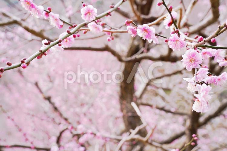 透き通るようなうすいピンクの八重の梅（１） 梅,八重,うめの写真素材
