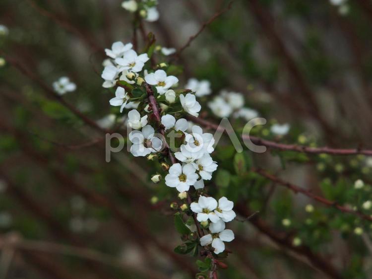 ユキヤナギの花のイメージ ユキヤナギ,花,植物の写真素材