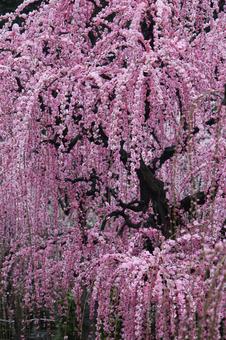Photo, ume, spring, flower, 