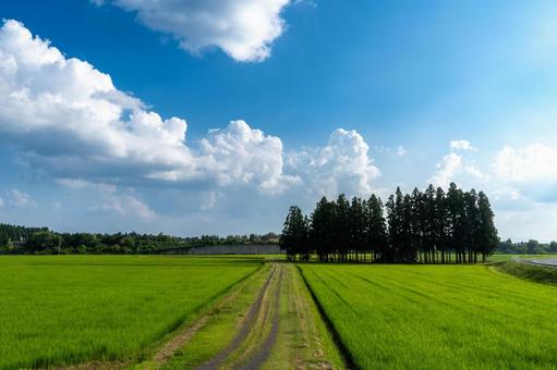 畑の風景 畑の風景の写真