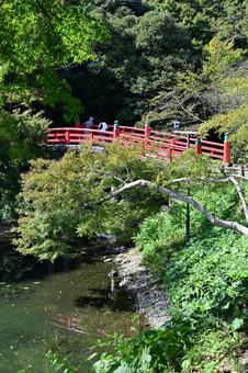 高岡古城公園の初秋 紅葉,葉,植物の写真素材