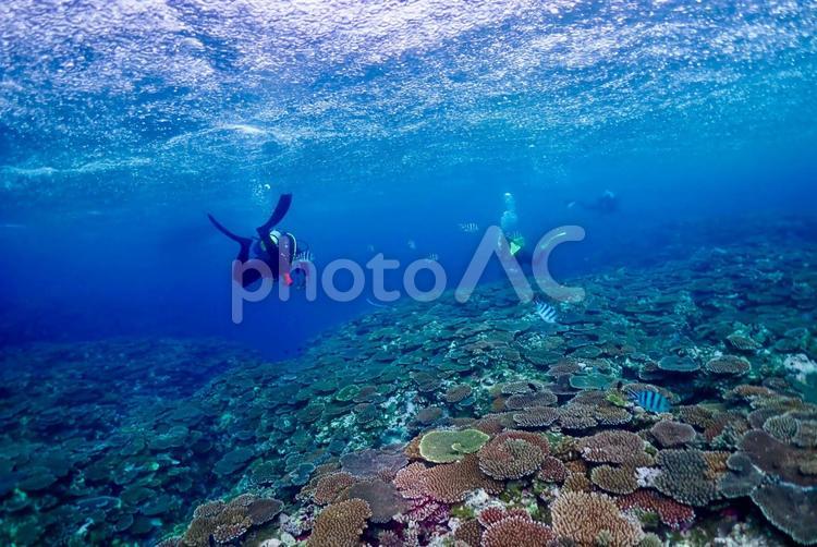 沖縄・西表島　ダイバーとテーブル珊瑚礁 スキューバダイビング,ダイビング,海中の写真素材